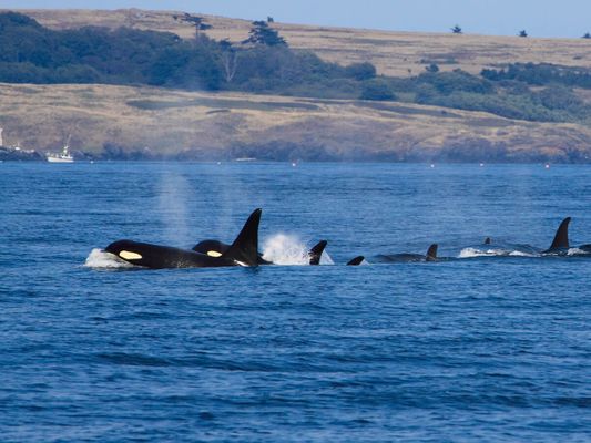 Pod of Orcas Pod of Orcas